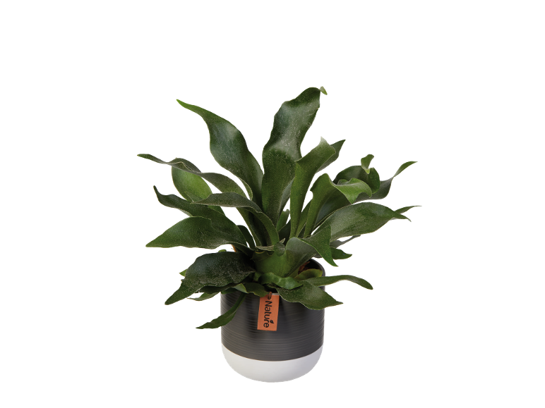 Green plant in a two-tone black and white pot with a label