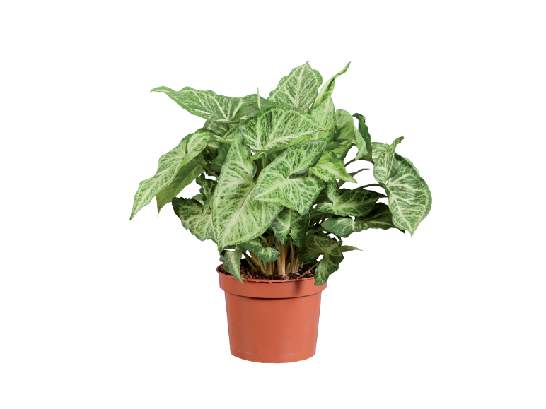 Indoor plant with green and white leaves in a brown pot