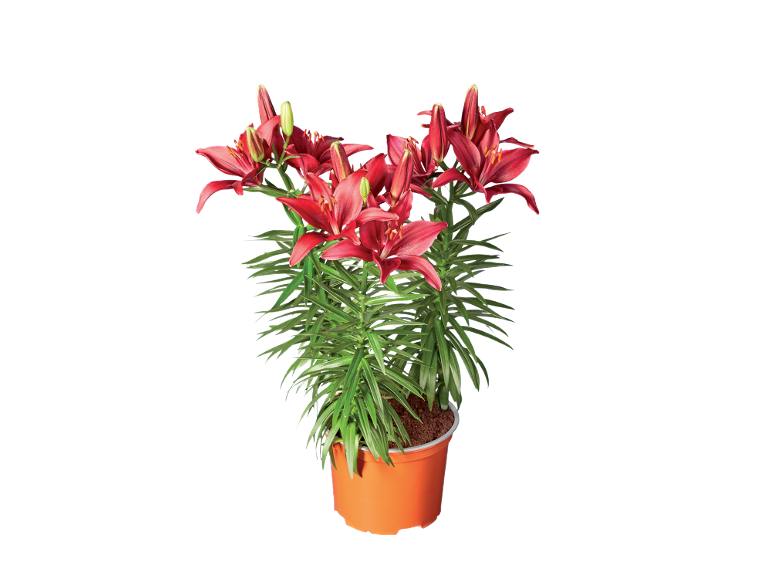Vibrant red lilies in an orange pot against a black background.
