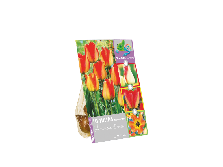 Pack of 'American Dream' tulip bulbs with red and orange color-changing flowers.