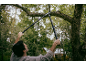 A man prunes a tree with long-handled loppers.