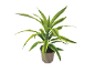Indoor plant with green and yellow leaves in a grey pot.