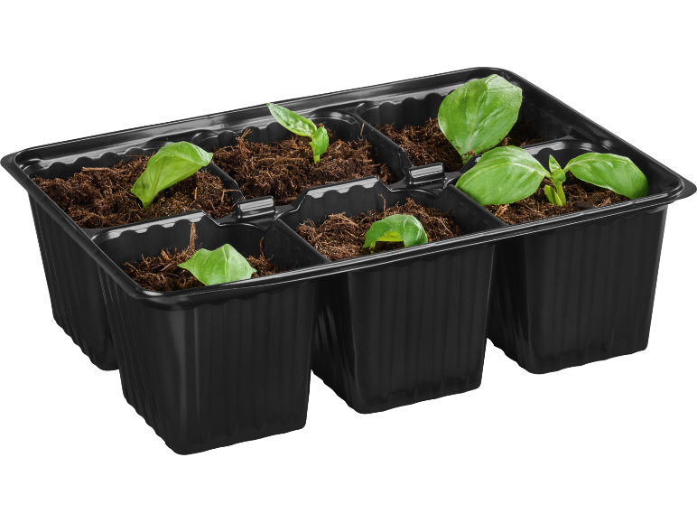 Black seedling tray with six compartments, filled with soil and young basil plants.