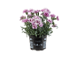 Dianthus carnation plant in a black pot with pink and white flowers.