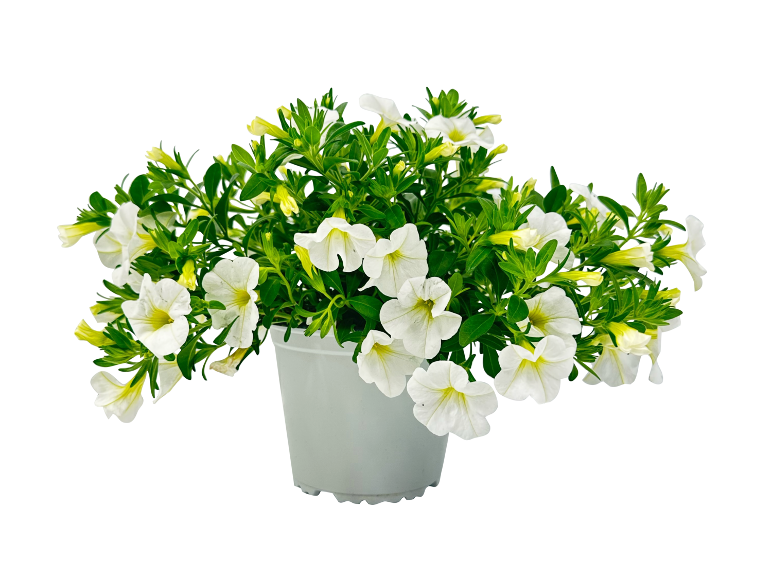 Potted plant with white flowers and green leaves.