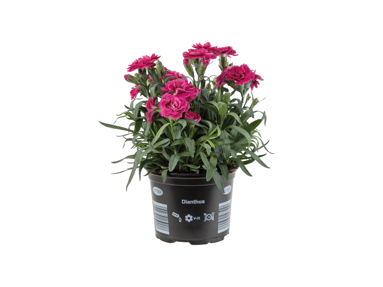 Dianthus plant with fuchsia flowers in black pot with barcode.