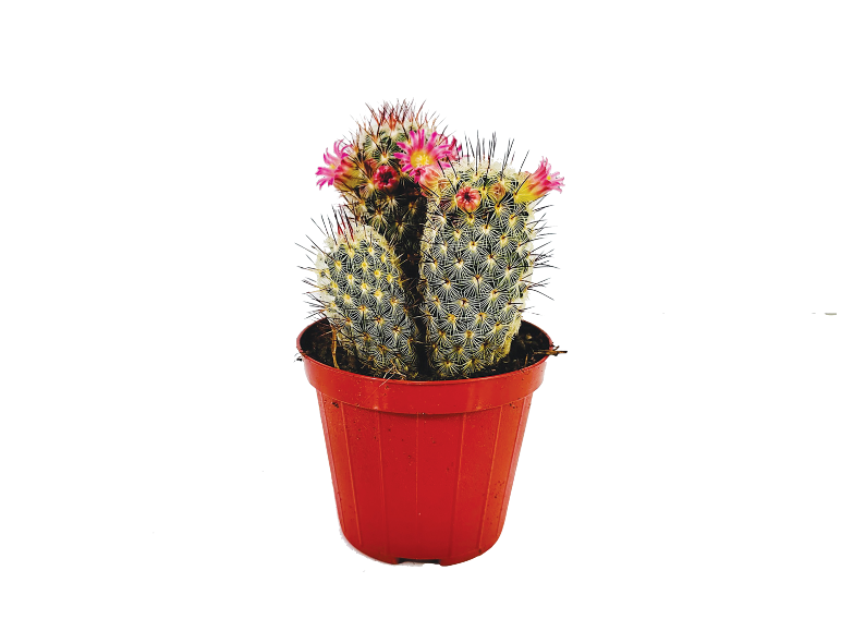 Flowering cactus with pink blossoms in a red pot.