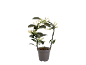 Plant with white flowers in a grey pot