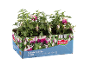 Hybrid fuchsia plants in bloom with white and purple flowers in a blue cardboard box.