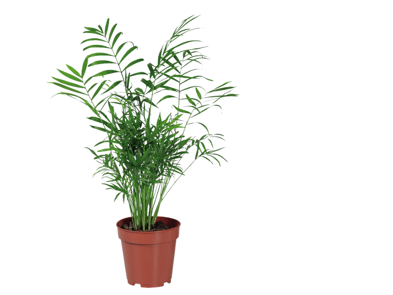 Parlor palm in brown pot