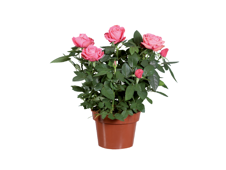 Potted rose plant with pink flowers on a black background.