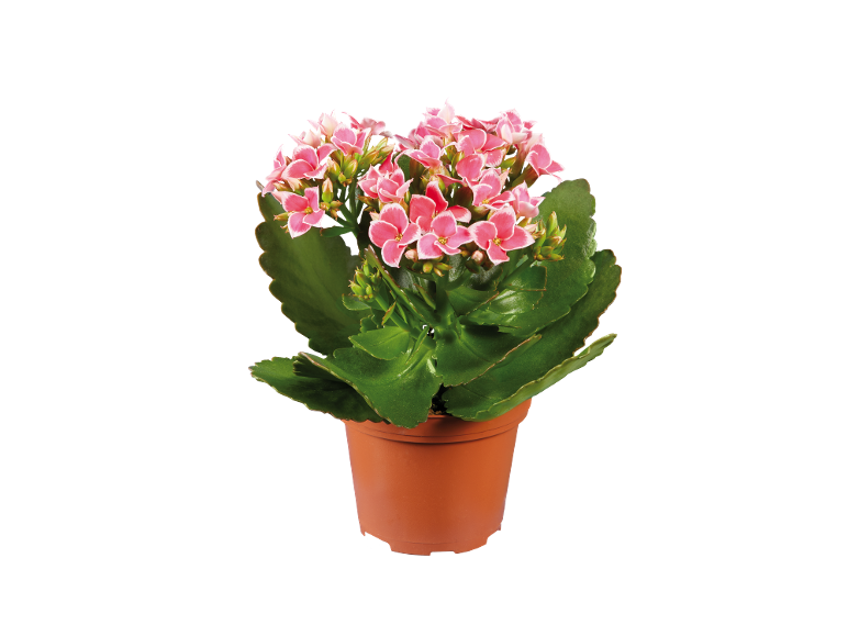Kalanchoe plant with pink flowers in a brown pot.