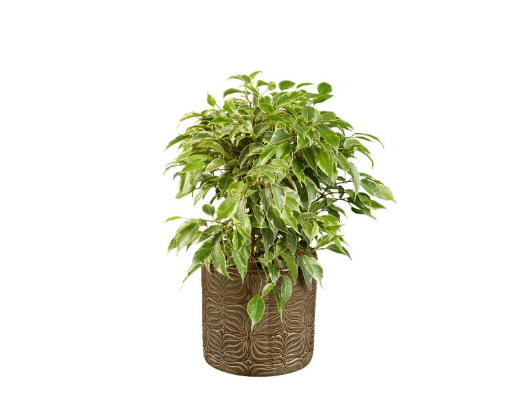 Variegated ficus in a brown textured pot, against a black background.