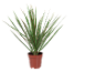 Dragon plant with green leaves and red edges in a brown pot.