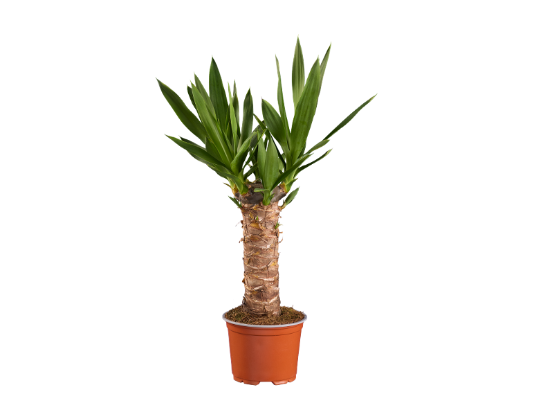 Potted yucca plant with green leaves and a thick brown trunk.