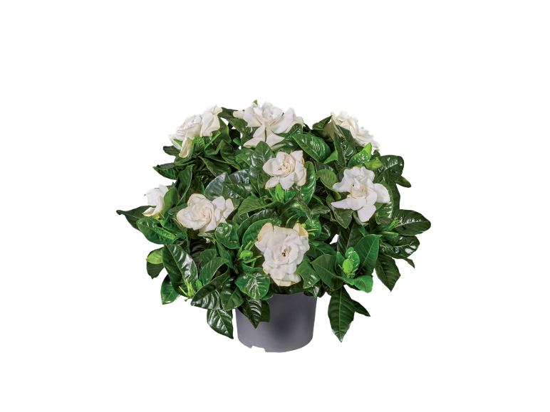 Potted gardenia plant with white flowers and glossy green leaves