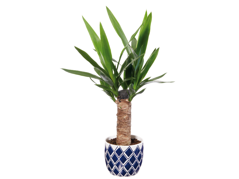Yucca plant in a pot with a blue and white geometric pattern.