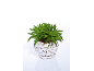 Green plant in a white wicker pot on a white background.