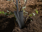 Gardening shovel stuck in the soil next to a young shrub.