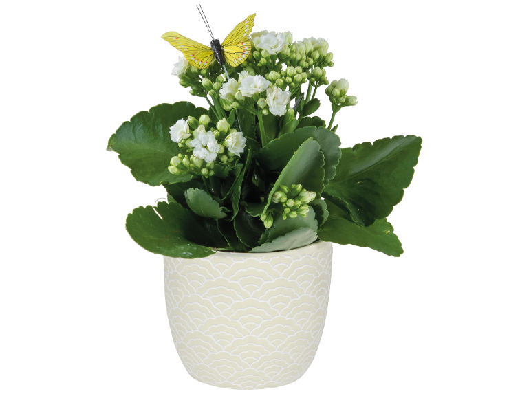 White kalanchoe plant in a ceramic pot with a yellow decorative butterfly.