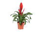 Red bromeliad plant in a terracotta pot.