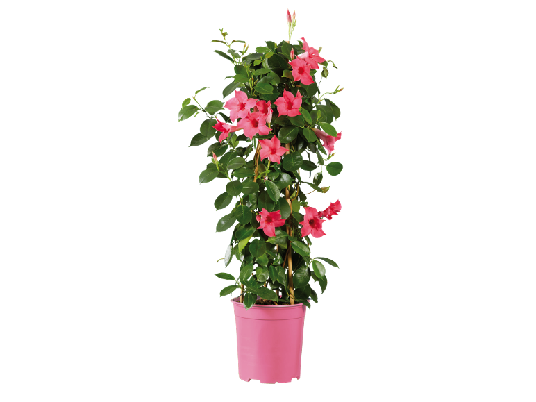 Climbing plant with pink flowers in a pink pot.
