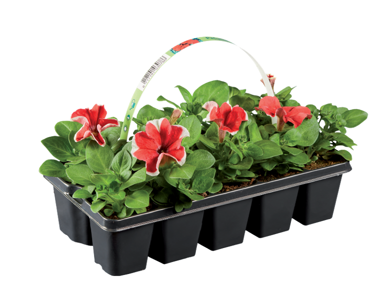 Plastic tray with six red and white petunia plants with green leaves.