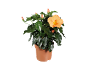Orange hibiscus in a pot with flowers and buds on a black background.