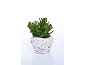 Succulent plant in white woven pot on white background