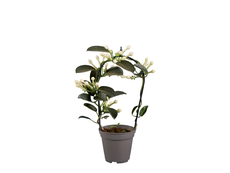 Plant with white flowers in a grey pot