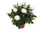 White rose plant in terracotta pot.