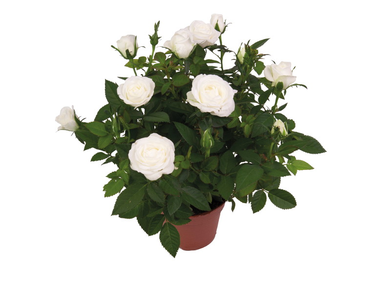 White rose plant in terracotta pot.