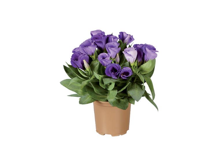 Potted plant with purple lisianthus flowers and green leaves.