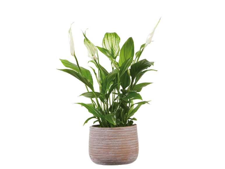 Peace lily in a terracotta pot with green leaves and white flowers.