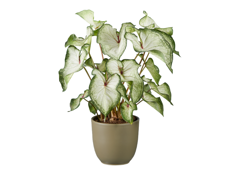 Potted caladium plant with white and green leaves on a black background.
