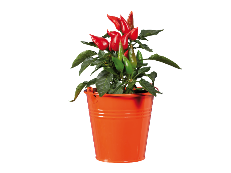 Plant of red and green chili peppers in an orange bucket.