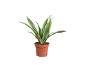 Indoor plant with green and white leaves in a brown pot.