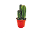 Green cactus in a red pot