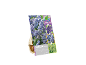 Pack of 20 Muscari 'Fantasy Creation' bulbs with changing colors, 8/9 cm.