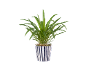 Potted green houseplant with long leaves in a white and black striped pot.