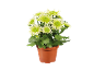Green chrysanthemums in brown plastic pot