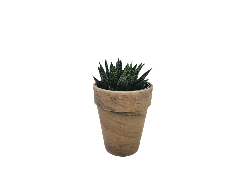 Small potted succulent plant with green leaves in a rustic brown pot.