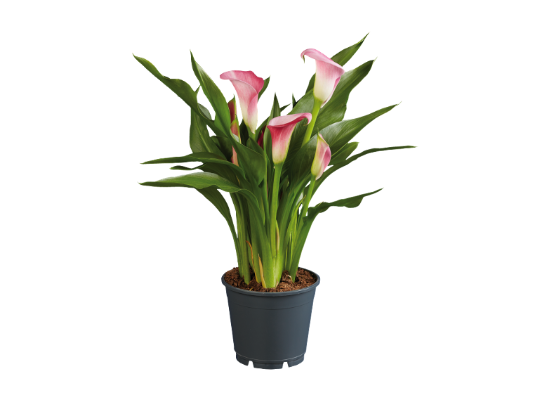Pink calla lily plant in a grey pot.