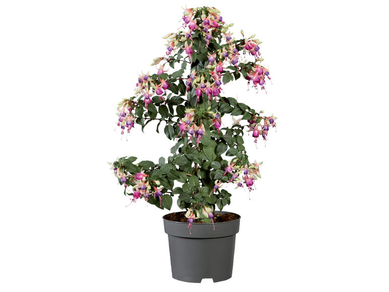 Fuchsia in a pot with pink and purple flowers on a black background.