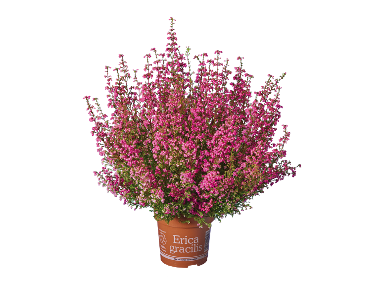 Erica gracilis plant in a pot with pink flowers, on a black background.