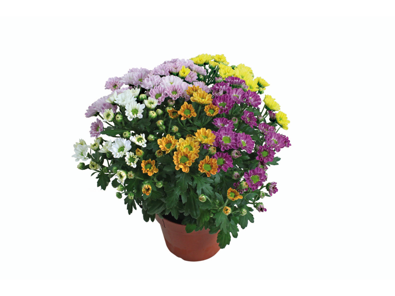 Multicolor chrysanthemums in a pot, featuring white, purple, yellow, and orange blooms.