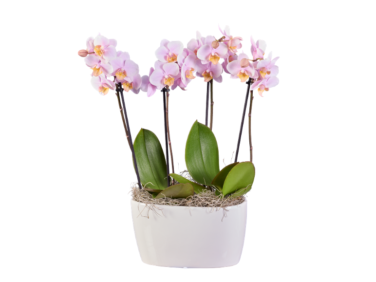 Pink orchids in white pot with green leaves and moss.