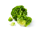 Fresh green lettuce with water droplets on a white background.