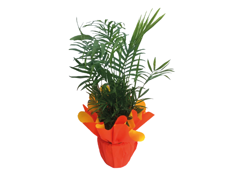 Green houseplant in orange wrapping.