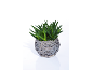 Aloe vera plant in a woven wooden pot on a white background.